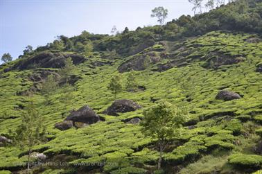 Munnar, Tea Plantations_DSC5834_H600